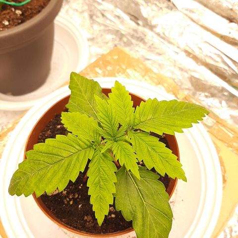 Rick sanchez growlog timeline photo