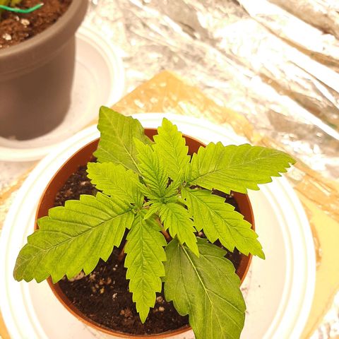 Rick sanchez growlog timeline photo