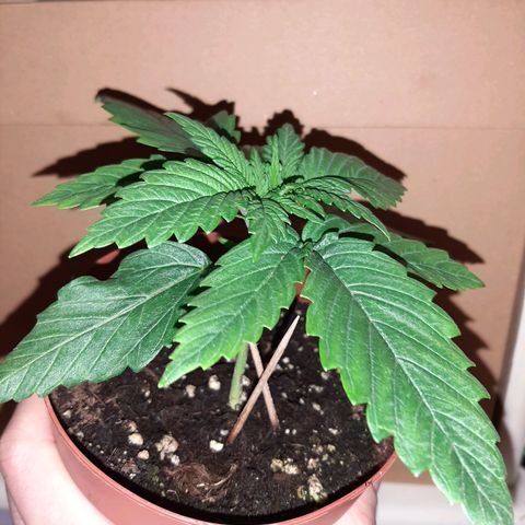 Rick sanchez growlog photo: Travaso 