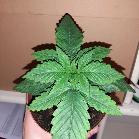 Rick sanchez growlog photo: Travaso 