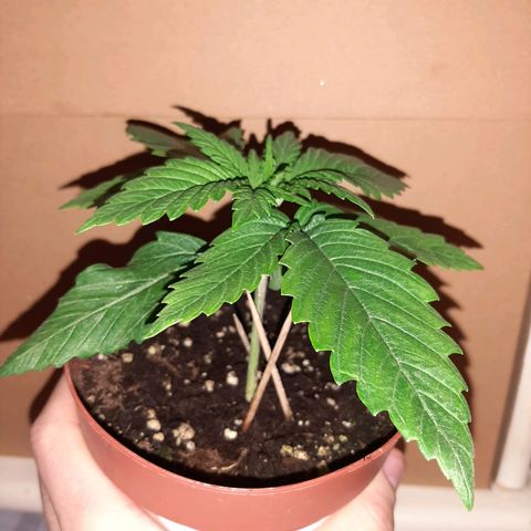 Rick sanchez growlog photo: Travaso 
