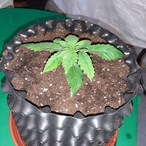 Rick sanchez growlog photo: Travaso 