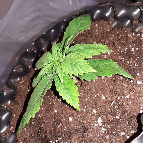 Rick sanchez growlog photo: Travaso 