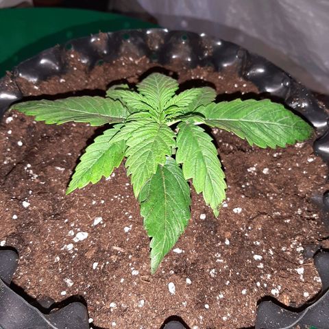 Rick sanchez growlog photo: Travaso 