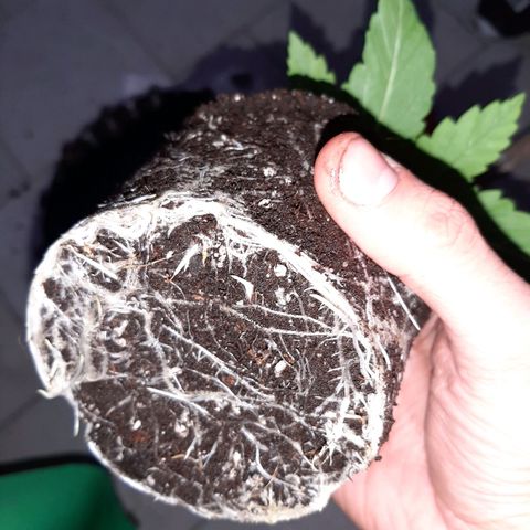 Rick sanchez growlog photo: Travaso 