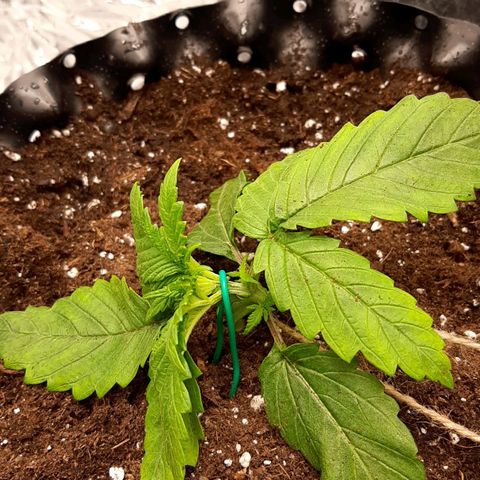 Rick sanchez growlog photo: Lst