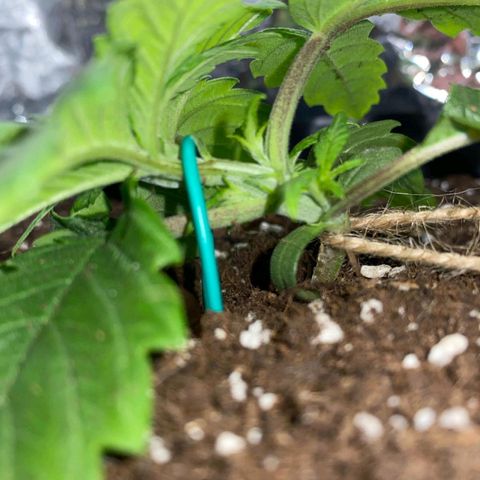 Rick sanchez growlog timeline photo