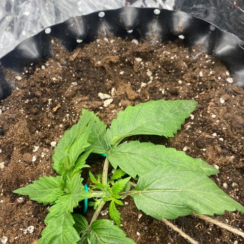 Rick sanchez growlog timeline photo