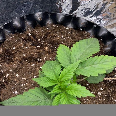 Rick sanchez growlog timeline photo