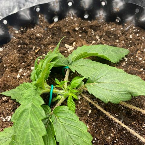Rick sanchez growlog timeline photo