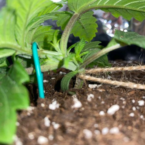 Rick sanchez growlog timeline photo