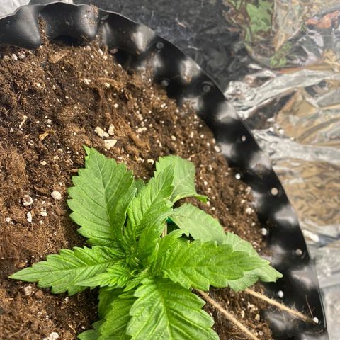 Rick sanchez growlog timeline photo