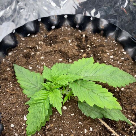 Rick sanchez growlog timeline photo