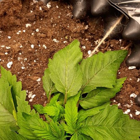 Rick sanchez growlog timeline photo