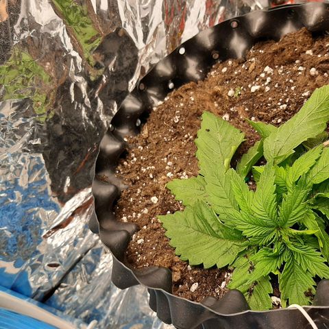 Rick sanchez growlog timeline photo