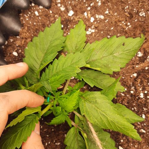 Rick sanchez growlog timeline photo