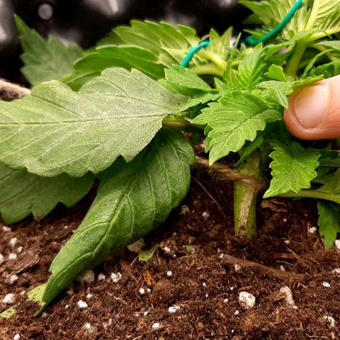 Rick sanchez growlog timeline photo