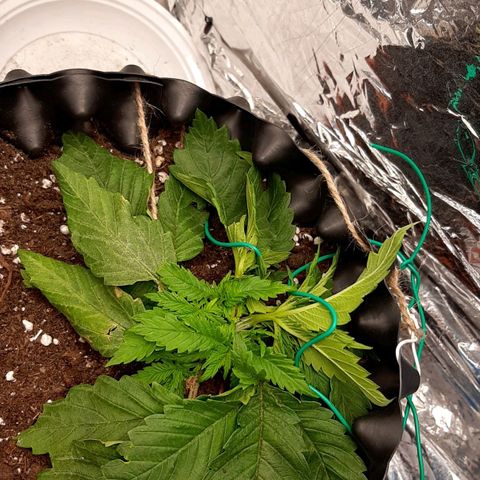 Rick sanchez growlog timeline photo