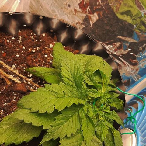 Rick sanchez growlog timeline photo