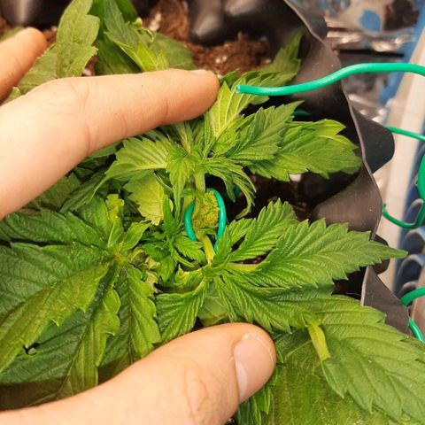 Rick sanchez growlog timeline photo