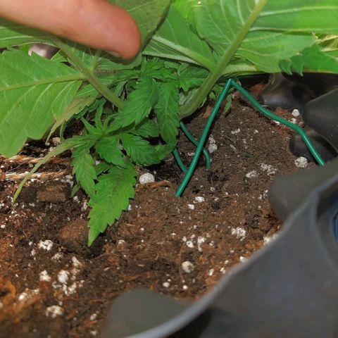 Rick sanchez growlog timeline photo