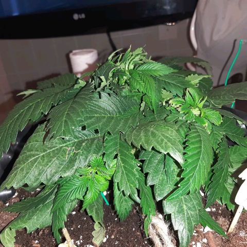Rick sanchez growlog timeline photo