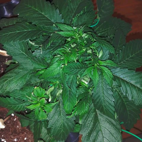Rick sanchez growlog timeline photo
