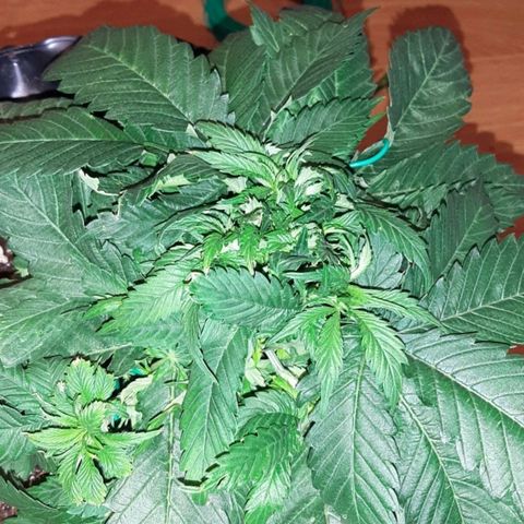 Rick sanchez growlog timeline photo