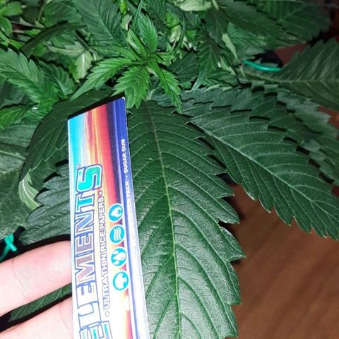 Rick sanchez growlog timeline photo