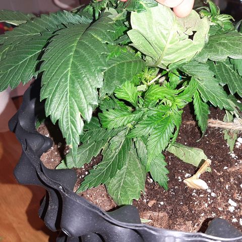 Rick sanchez growlog timeline photo