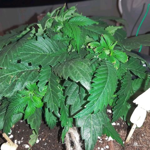 Rick sanchez growlog timeline photo