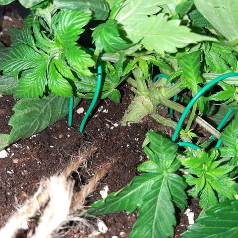 Rick sanchez growlog timeline photo