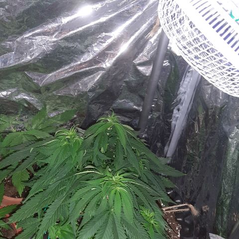 Rick sanchez growlog timeline photo