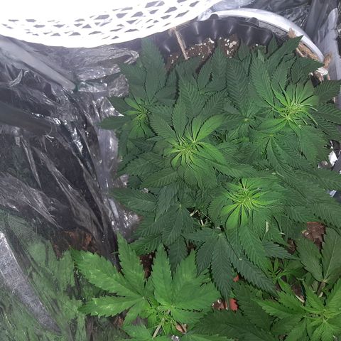 Rick sanchez growlog timeline photo