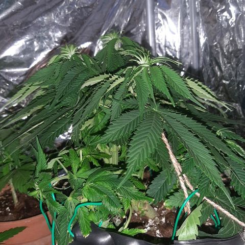 Rick sanchez growlog timeline photo