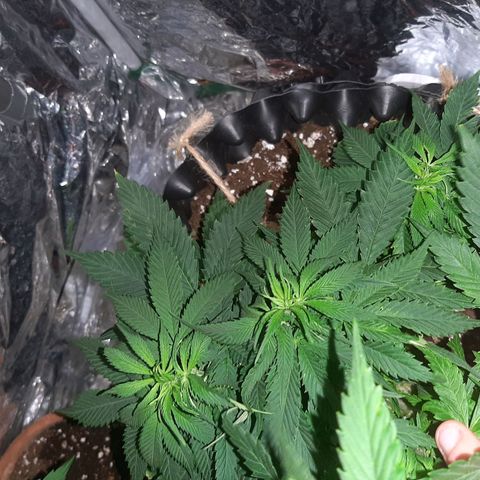 Rick sanchez growlog timeline photo