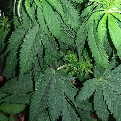 Rick sanchez growlog timeline photo