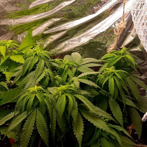 Rick sanchez growlog timeline photo