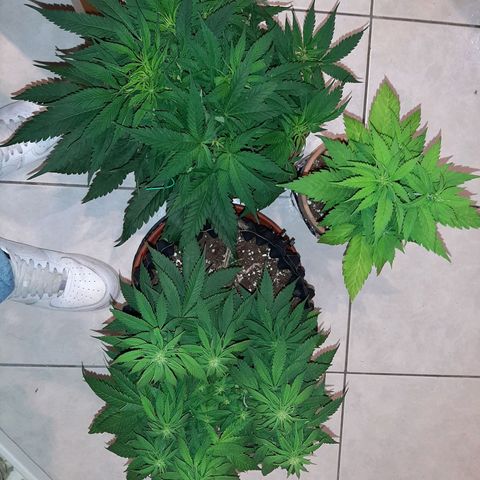 Rick sanchez growlog timeline photo