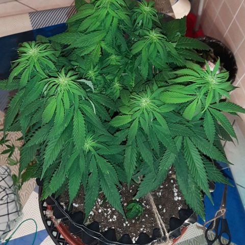 Rick sanchez growlog timeline photo