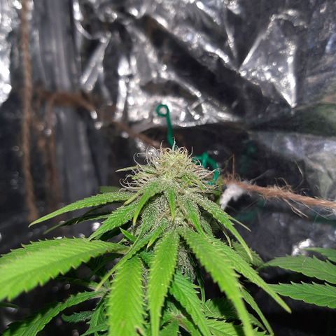 Rick sanchez growlog timeline photo