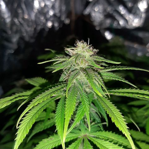 Rick sanchez growlog timeline photo