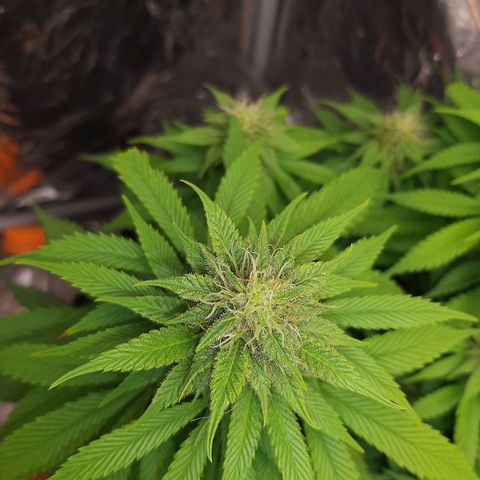 Rick sanchez growlog timeline photo