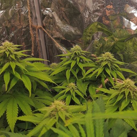 Rick sanchez growlog timeline photo