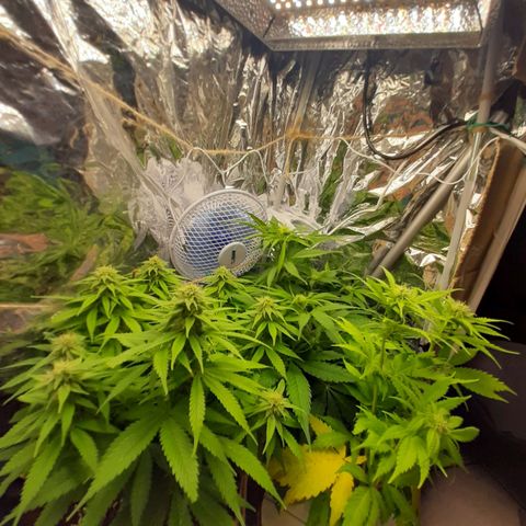 Rick sanchez growlog timeline photo