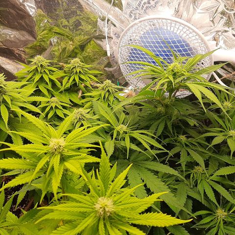 Rick sanchez growlog timeline photo