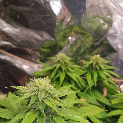 Rick sanchez growlog timeline photo