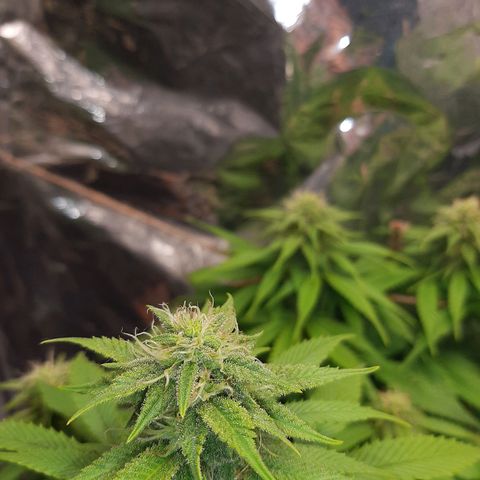Rick sanchez growlog timeline photo