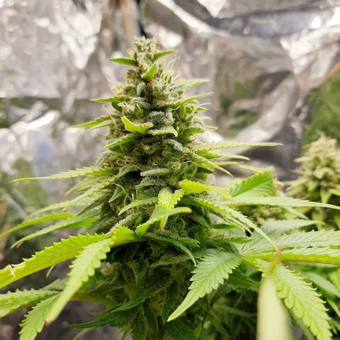 Rick sanchez growlog timeline photo
