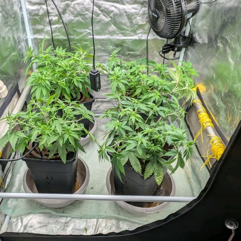 Super Silver Haze #2 growlog photo: Erste Entlaubung und LST um einheitliche Höhe zu erzielen 